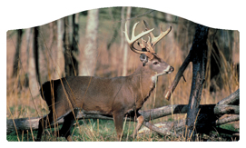 DASHELL-302 White Tail Crusing